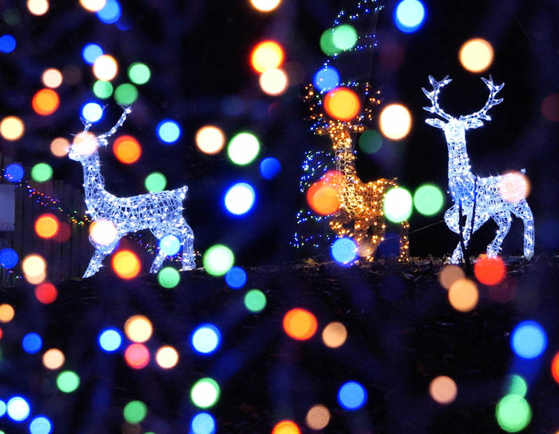 Daft as a Brush Christmas Lights Daft as a Brush Christmas Lights